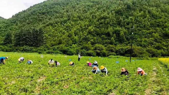 圣珠藏药：用品质筑就健康保障