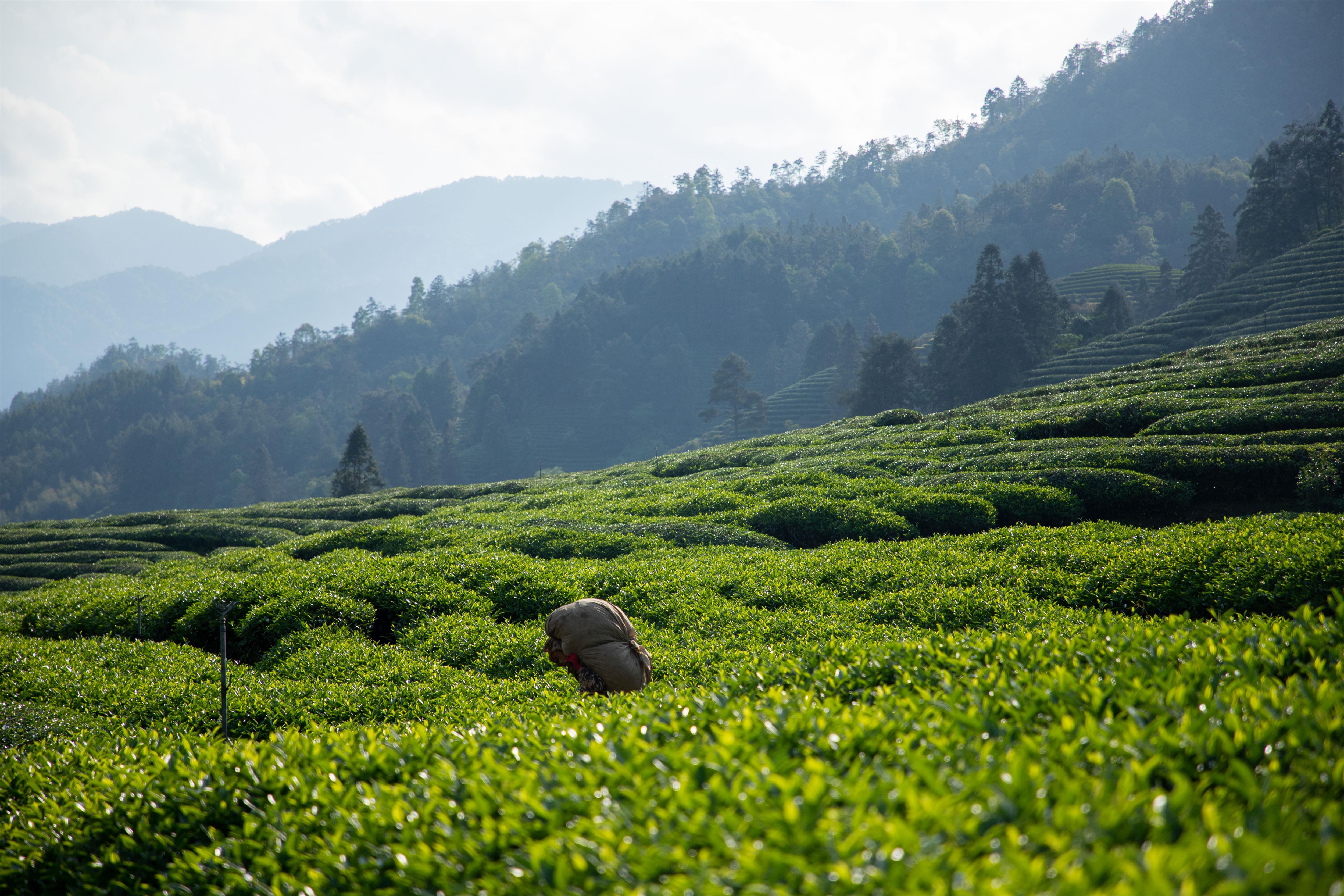 瑞芳千亩生态茶园——国家公园里的现代茶业范本