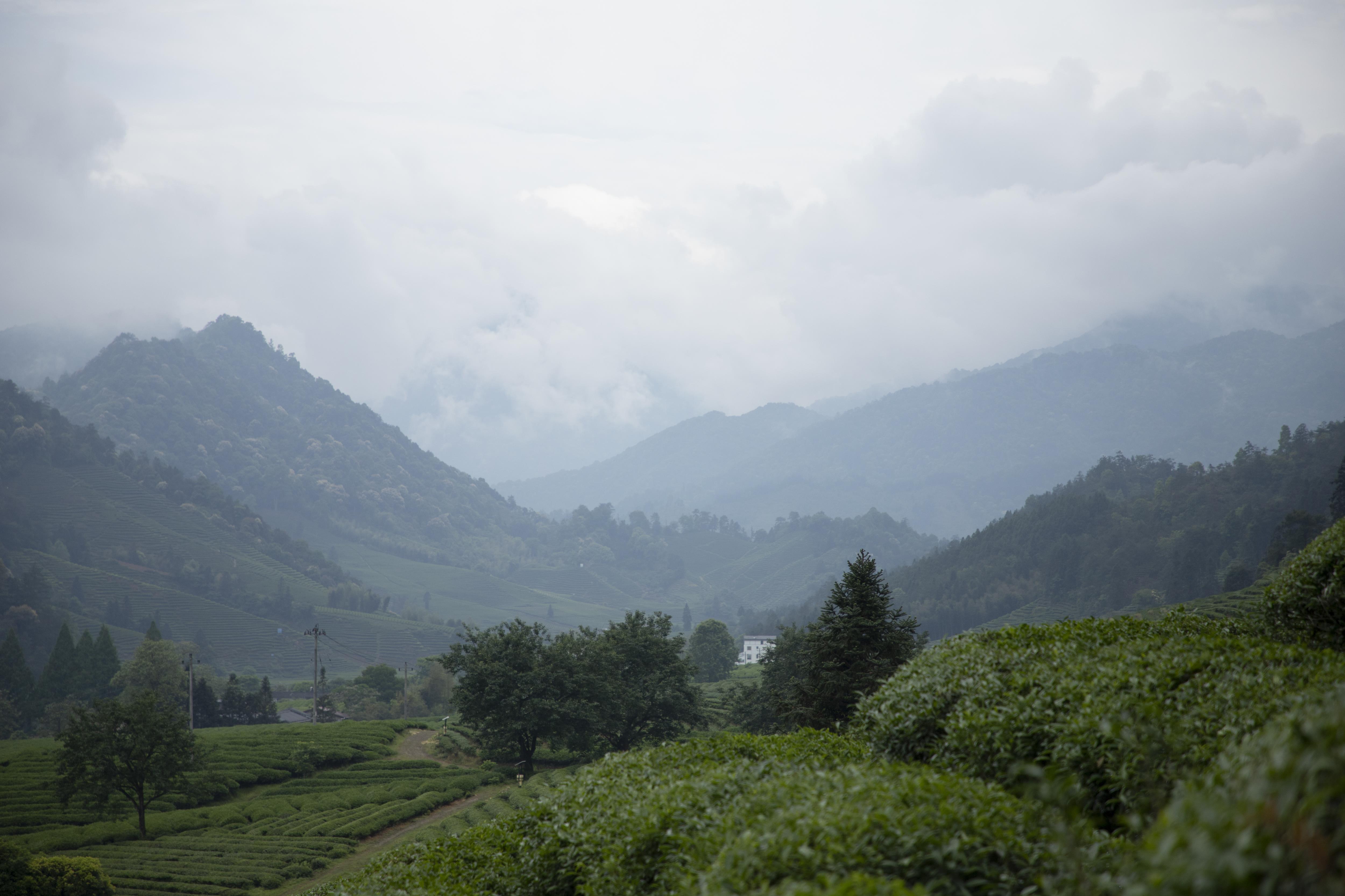 瑞芳千亩生态茶园——国家公园里的现代茶业范本