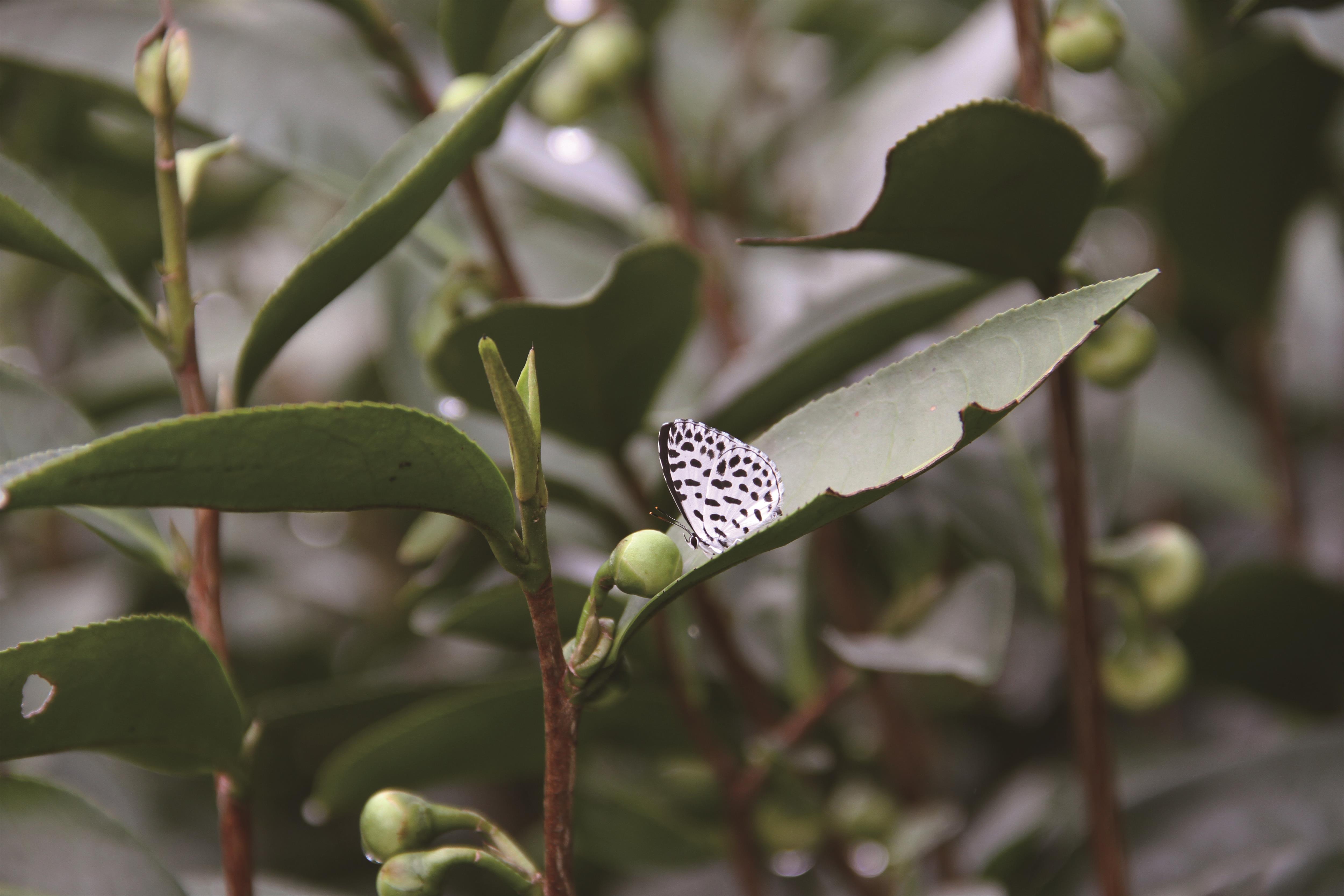 瑞芳千亩生态茶园——国家公园里的现代茶业范本