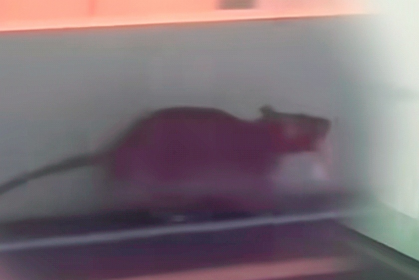 “厨子下山”：后厨鼠患暴露的不只是卫